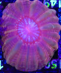 Wysiwyg Cynarina Colony (C149)