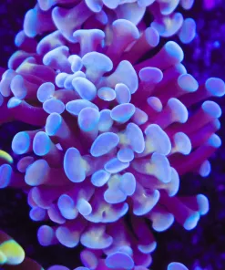 Sublime Hammer Coral Frag (Row #80)