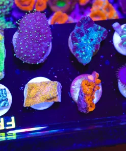 Wysiwyg 8 piece frag pack (FP2) *only frag per order*