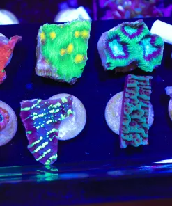 Wysiwyg 8 piece frag pack (FP1) *only frag per order*