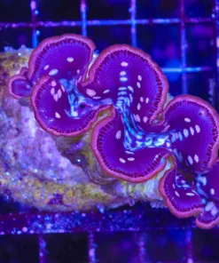 Wysiwyg Maxima Clam (C94)