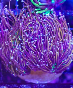 Wysiwyg Golden Torch Colony Coral (C32)