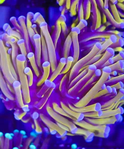 Wysiwyg Australian Golden Torch Coral (C13)