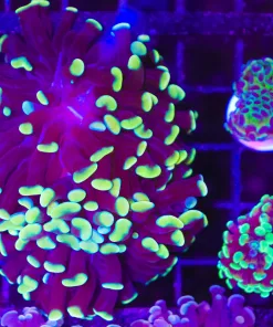 Wysiwyg 3 for 1 Hammer Combo Pack (C35)