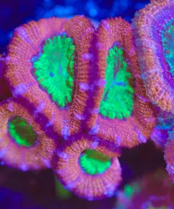 Wysiwyg Large Purple Goblin Acan Frag [F12] *