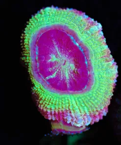 Wysiwyg Unique Pink Tequila Acan Frag [F15]