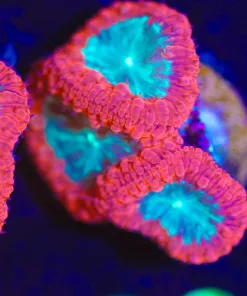 Wysiwyg Minty Menthol Blastomussa Frag [F30]