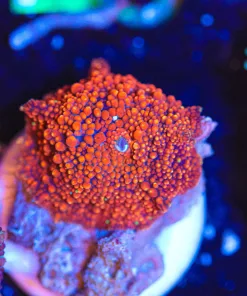 Wysiwyg El Diablo Mushroom Frag [F38]