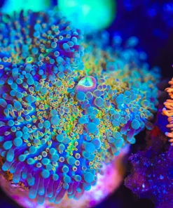 Wysiwyg 2x Yuma Coral Frag [F39]