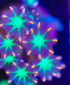 Wysiwyg Orange Rainbow Clove Polyp Frag [F42]