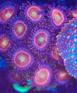 Wysiwyg Conh Bong Zoanthid Frag SO MANY HEADS [F52]