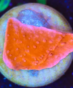 Wysiwyg Small Red Monticap Frag [F116]