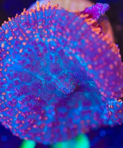 Wysiwyg Fire Rim Rhodactis Mushroom Frag [F80]