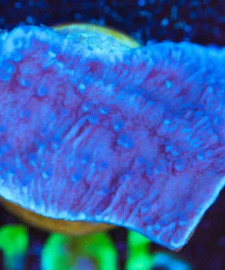 Wysiwyg Large Purple Grape Monticap Frag [F152]