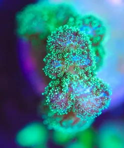 Wysiwyg Pocillipora Frag [F151]