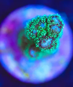 Wysiwyg Jelly Belly Pocillipora Frag [F173]