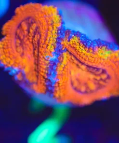 Wysiwyg Super Bright Acan Frag [F2]