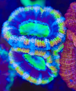 Wysiwyg Golden Purple Pharoh Acan Frag [F5]