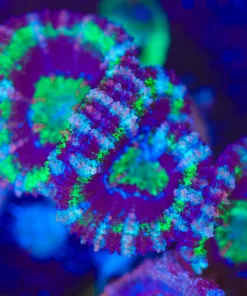 Wysiwyg Large Purple Green Acan Frag [F6]
