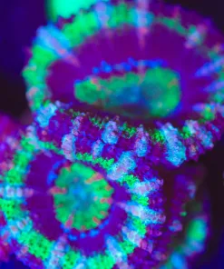 Wysiwyg Purple Goblin Acan Frag [F16]