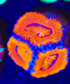 Wysiwyg Ultra Orange ACan Frag [F18]