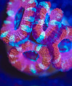 Wysiwyg Pink Acan Frag [F19]