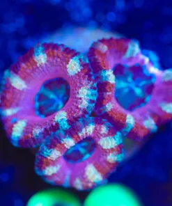 Wysiwyg Pink Acan Frag [F20]