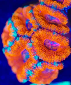 Wysiwyg Massive Orangina Acan Coral Frag [F21]