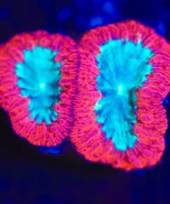 Wysiwyg Minty Menthol Blastomussa Frag [F29]