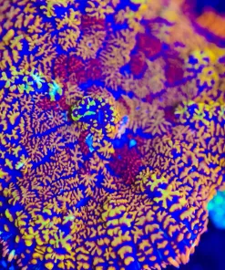 Wysiwyg Hippie Circus Mushroom [F40]