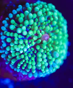 Wysiwyg Ricordea Mushroom Coral [F49]