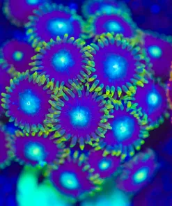 Wysiwyg Nuclean Green Dragon Eye Zoa Frag [F60]