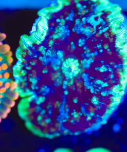 Wysiwyg Lightspeed Mushroom [F46]