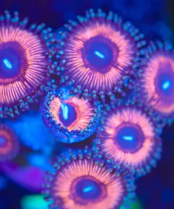 Wysiwyg Pink Bazooka Zoanthid Frag [F70]