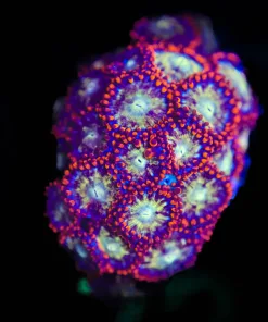 Wysiwyg Ninja Star Zoanthid Frag [F72]