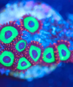 Wysiwyg Emerald On Fire Zoanthd Frag *RARE * [F73]