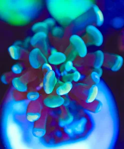 Wysiwyg Tiny Hammer Coral Frag [F79]