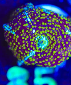 Wysiwyg White Striped Yellow Interstellar Mushroom [F85]