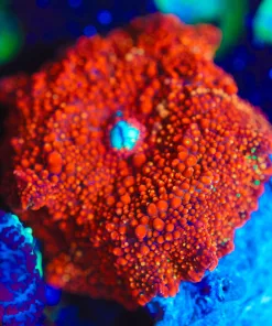 Wysiwyg El Diablo Mushroom Coral [F87]