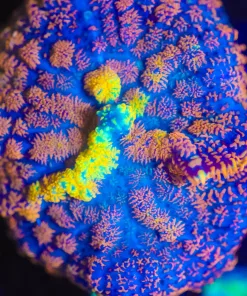 Wysiwyg Yellow Streak Rhodactis Mushroom [F89]