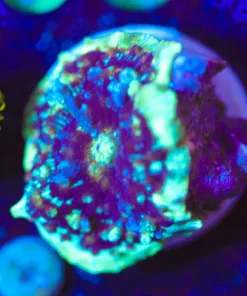 Wysiwyg Lightspeed Mushroom  [F90]