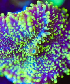 Wysiwyg TYuma Coral [F93]