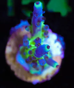 Wysiwyg Miyagi Tortusa Acropora Frag [F149]