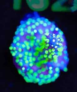 Wysiwyg Large Purple Bonsai Acropora Frag [F157]