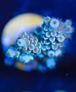 Wysiwyg Blue Tenuis Acropora Frag [F164]