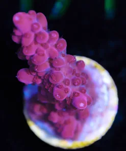 Wysiwyg Red Acropora Frag [F166]