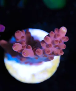 Wysiwyg Acropora Frag [F171]