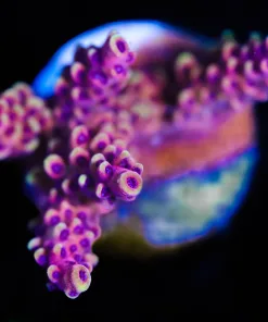Wysiwyg Reef Raft Pink Cadillac Acropora Frag [F172]