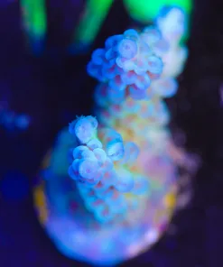 Wysiwyg Minty Blue Acropora Frag [F174 ] *Free shipping ! $199 Minimum livestock spend*