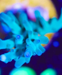 Wysiwyg  ORA Hawkins Enchinata  Acropora Frag   [F181]